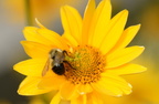 false sunflower heliopsis helianthoides ua botanic garden 0847 27aug19