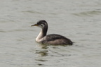 horned grebe ua botanic garden edmonton 0948 27aug19