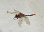 saffron winged meadowhawk sympetrum costiferum ua botanic garden 0854 27aug19
