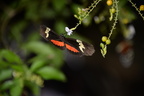 unknown butterfly ua botanic garden butterfly house edmonton 0873 27aug19