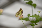 unknown butterfly ua botanic garden butterfly house edmonton 0889 27aug19