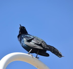 grackle sandbridge 21feb16