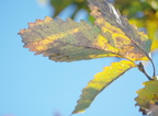 chinquapin oak quercus muehlenbergii andy guest park 6594 27oct19zac