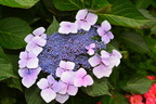 hydrangea burchart victoria 4041 10sep19