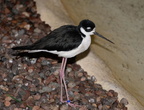 black-necked stilt himantopus mexicanus milwaukee zoo 8208 27dec19