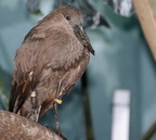 hamerkop heron scopus umbretta milwaukee zoo 8200 27dec19