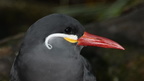 inca tern larosterna inca milwaukee zoo 8174 27dec19
