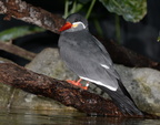 inca tern larosterna inca milwaukee zoo 8180 27dec19