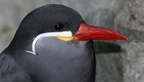 inca tern larosterna inca milwaukee zoo 8189 27dec19