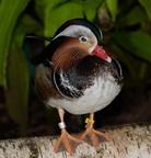 mandrian duck aix galericulata milwaukee zoo 8182 27dec19