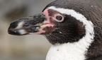 penquin milwaukee zoo 8104 27dec19