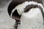 penquin milwaukee zoo 8106 27dec19