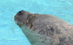 seal milwaukee zoo 8120 27dec19