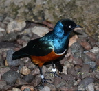 superb starling lamprotornis superbus milwaukee zoo 8166 27dec19