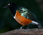 superb starling lamprotornis superbus milwaukee zoo 8167 27dec19