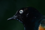 superb starling lamprotornis superbus milwaukee zoo 8167 27dec19b