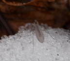 winter crane fly trichocera garretti farm 7985 21dec19