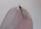 winter crane fly trichocera garretti farm 7995 21dec19d