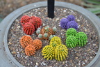 cacti domes 24dec15