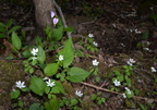 AnemoneShootingStarSaxifrage