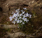 Bluets