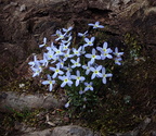 bluets houstonia caerulea 17apr19zbc