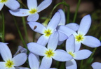 bluets houstonia caerulea 17apr19zdc