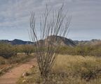ocotillo fouquieria splendens 2389 kartchner 21dec18