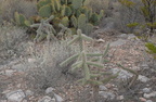 unknown cacti 2475 kartchner cavern 21dec18