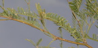 unknown tree 2400 kartchner 21dec18