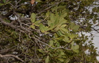 unknown tree 2403 kartchner 21dec18