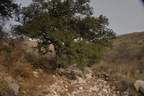 unknown tree 2408 kartchner 21dec18