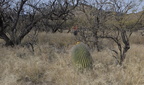 unknown trees 2421 kartchner 21dec18