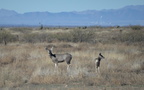 coues white-tailed deer approach chiricahua 20dec18b