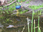 purple gallinule alligator everglades 1885 8apr08