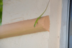 lizard miramar 6241 21oct19