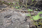 lizard secret woods 5518 18oct19