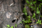 lizard secret woods 5526 18oct19