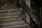 lizard secret woods 5569 18oct19