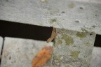 lizard secret woods 5578 18oct19