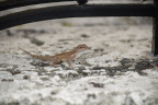 lizard vizcaya 5753 19oct19