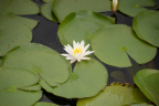 lotus long key park 5466 18oct19
