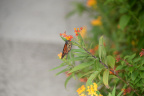 monarch butterfly vizcaya 5866 19oct19
