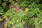 monarch butterfly vizcaya 5894 19oct19