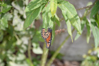 monarch butterfly vizcaya 5912 19oct19