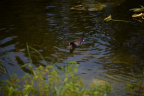 purple gallinule cb smith park 6312 21oct19
