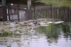 purple gallinule miramar 6330 22oct19