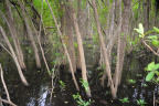 secret woods 5577 18oct19