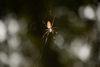 spider long key park 5491 18oct19