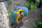 unknown bird jungle island 6051 20oct19
